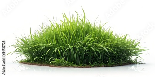 Lush Green Grass Tuft, Isol...