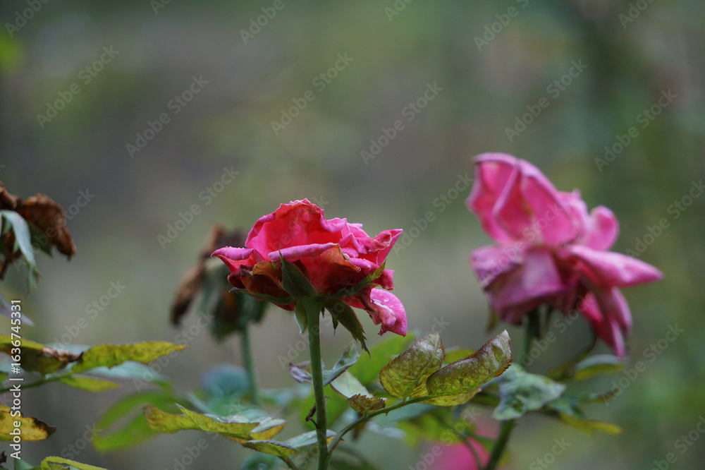 Fototapeta premium Nature’s Farewell: Withering Roses in Soft Focus,,Fading Beauty: Wilted Roses in Bloom
