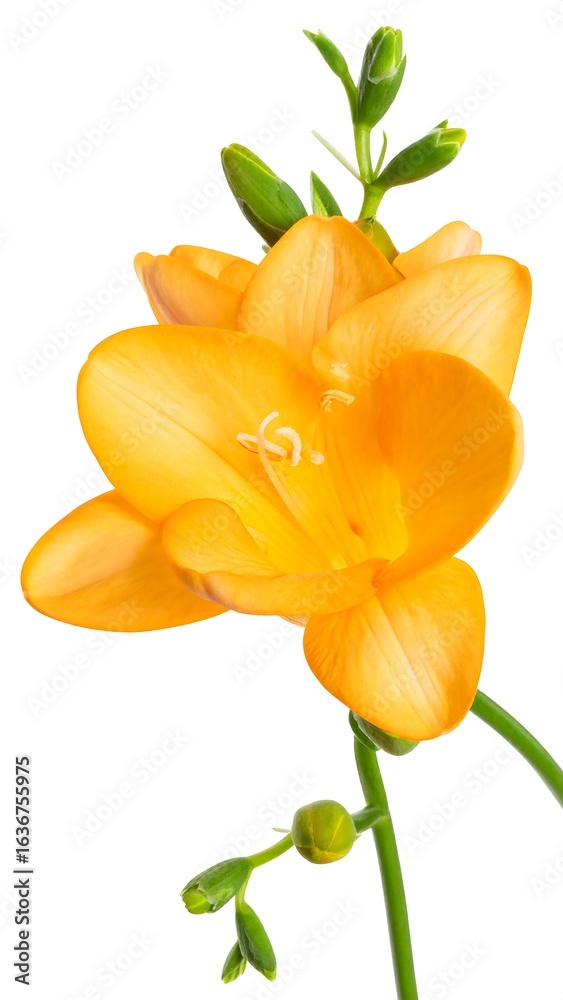 Obraz premium Close-up of an orange flower
