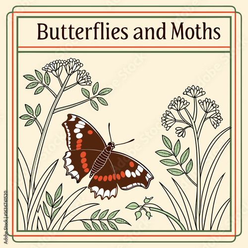 Hand Drawing Collectible vintage illustrated 'Butterflies and Moths'  here depicting a Red Admiral butterfly in its native habitat  illustration drawing. 