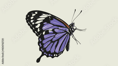Purple butterfly with black and white markings on a light beige background insect lepidoptera