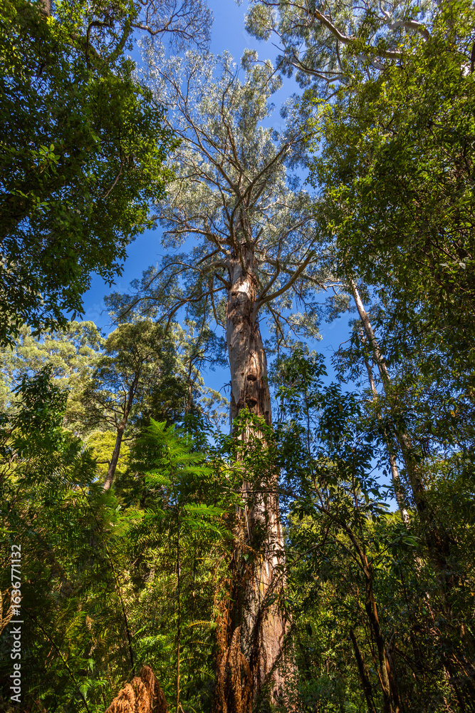 Fototapeta premium Looking up at towering eucalyptus trees in a lush forest near Melbourne, Victoria, Australia. The image captures the height and majesty of the native Australian landscape on a clear blue-sky day