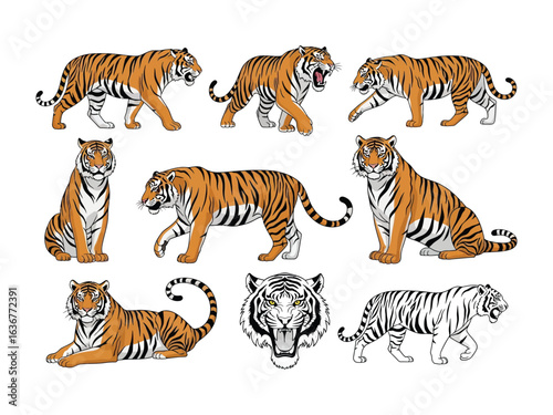 Tiger Pose Variety: A dynamic collection of illustrated tigers in various poses, capturing the power, grace, and striking beauty of this majestic big cat. 