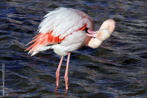 Εκτύπωση καμβά Flamant faisant la toilette de ses plumes