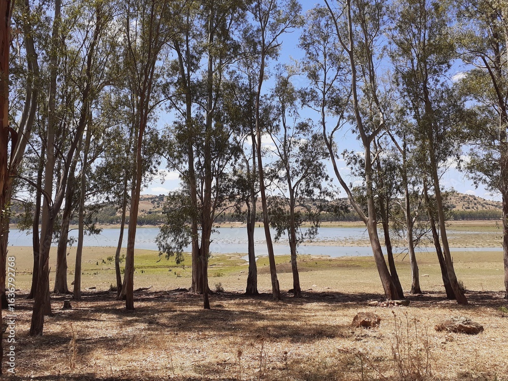 Fototapeta premium Il boschetto di eucalipti attorno al lago di pozzillo.