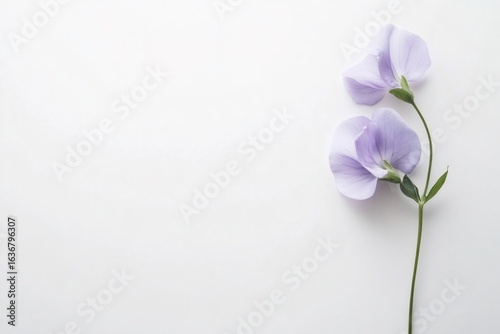 Minimalist depiction of sweet pea flowers on a white background, creating a serene and elegant composition with ample copy space