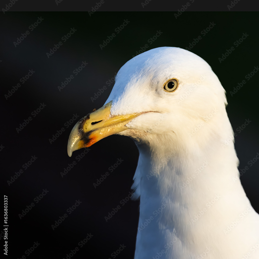 Herring Gull Portrait Herring Gull Portrait