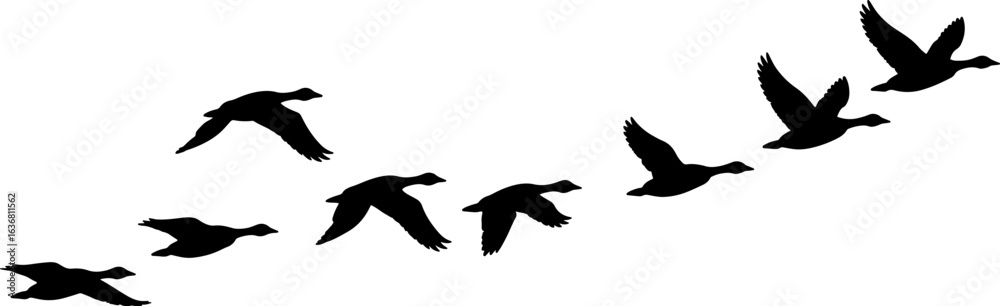 Fototapeta premium Flock of flying birds in V-formation silhouette isolated on white background