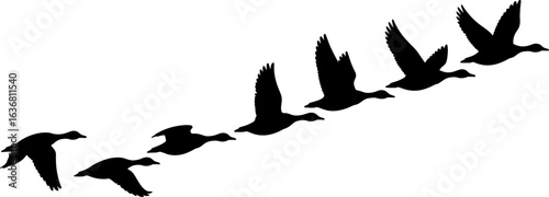 Silhouette of a flock of geese flying in formation isolated on white background