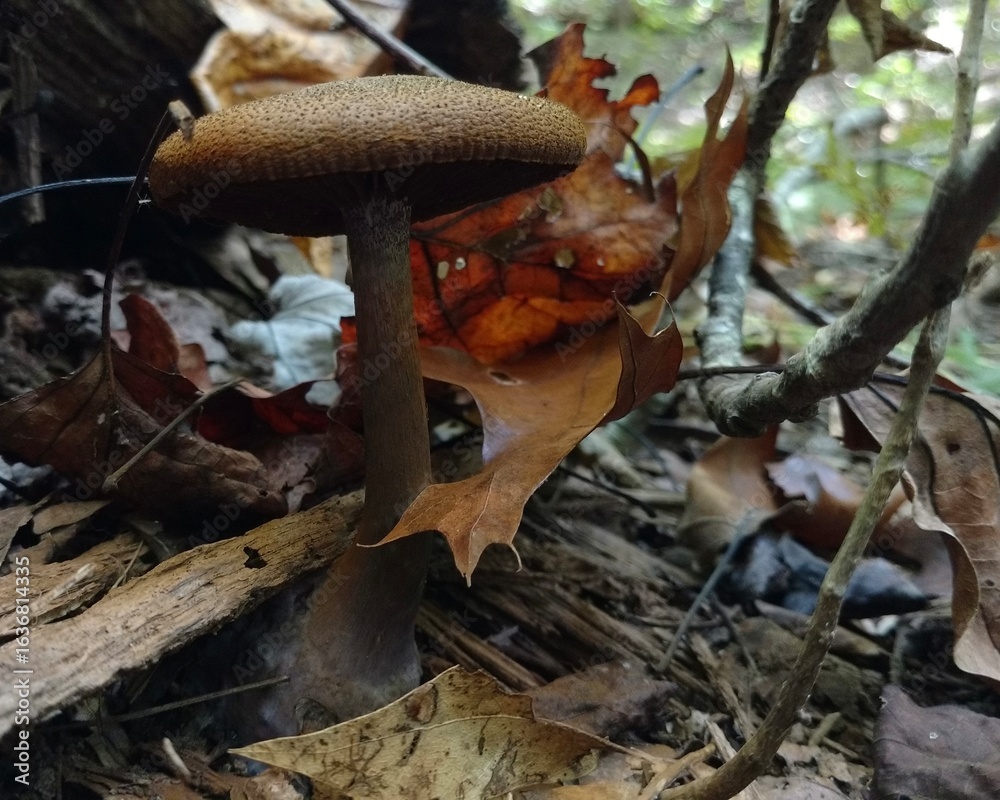 Naklejka premium Mushroom