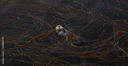 Aerial view of a sea otter floats amidst the golden kelp forest, a serene dance of life in the dark ocean waters, Unalaska, Alaska, United States.