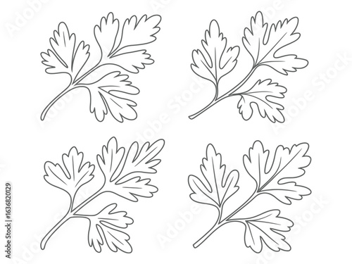 Parsley sprigs line art illustration for culinary herbs and cooking ingredients design with clean botanical style