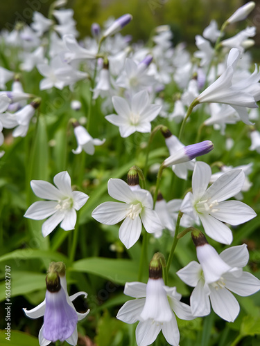 close-up image of white bellflowers (campanula carpatica) in a park