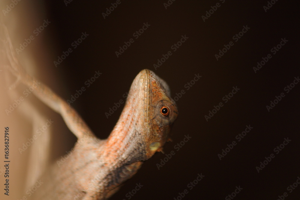 Obraz premium lizard on a tree