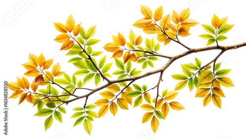 Colorful autumn maple branch with yellow and green leaves isolated on transparent background for fall designs and other concepts