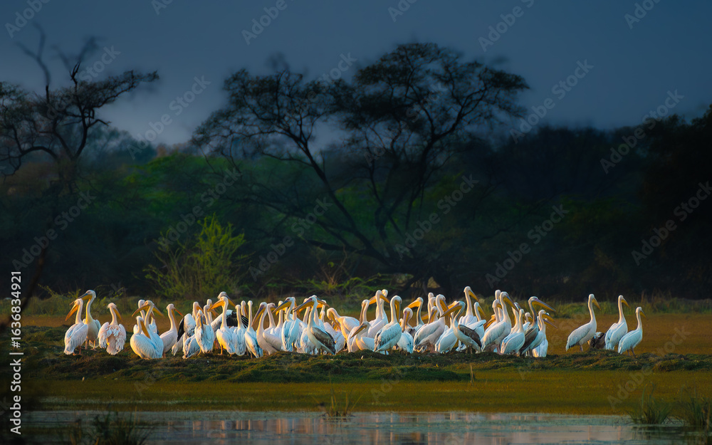 Naklejka premium A serene group of Great White Pelicans resting on a highland surrounded by calm waters, showcasing the grace and beauty of these majestic waterbirds in their natural habitat.