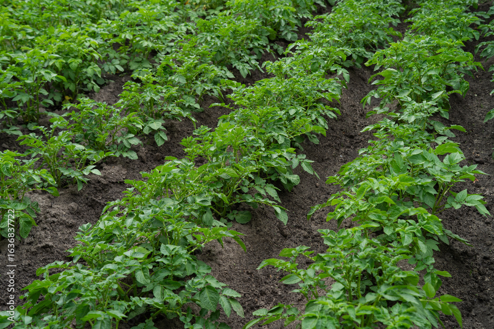 vegetable beds with potato plantings, green bushes, future harvest vegetable beds with potato plantings, green bushes, future harvest