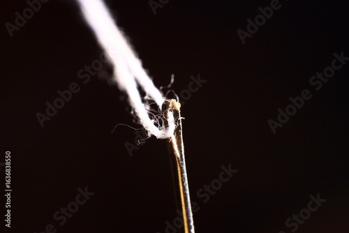 thread Needle close up macro photography
