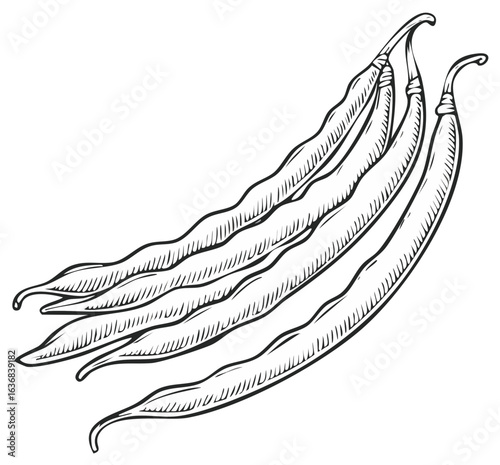 Hand drawn string beans with a sketched line art style on a white background