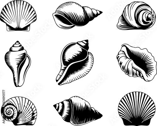 A set of 8 black fill-only realistic vector illustrations on a white background no text showing various species of seashells with detailed textures and natural curves, top and side views
