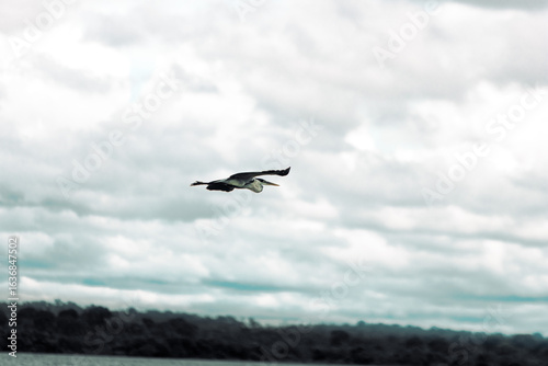 bird in flight