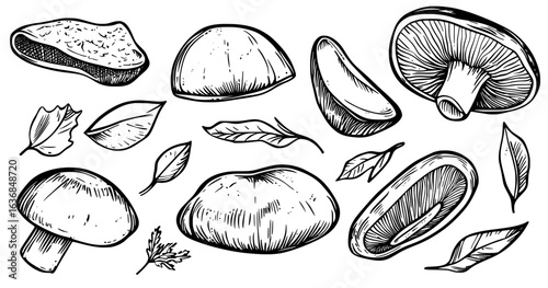 An engraved set of hand-drawn mushrooms, comprising porcini, portobello, morel, truffle, and oyster varieties, is showcased against a white backdrop