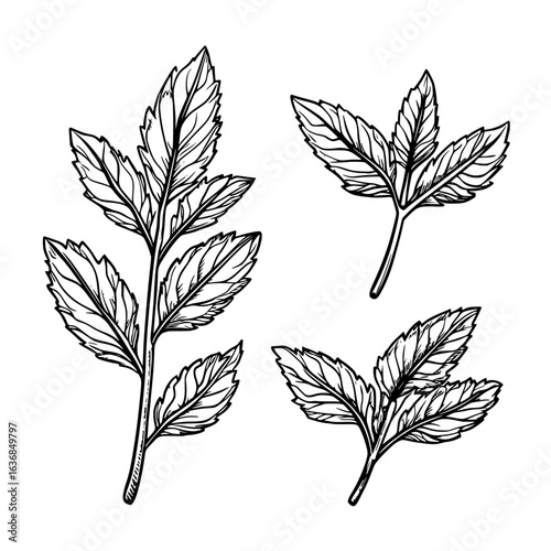 Peppermint, spearmint, and melissa green leaf are types of modern flat tea leaves commonly found on fresh eco food labels from a vegan herbal farm