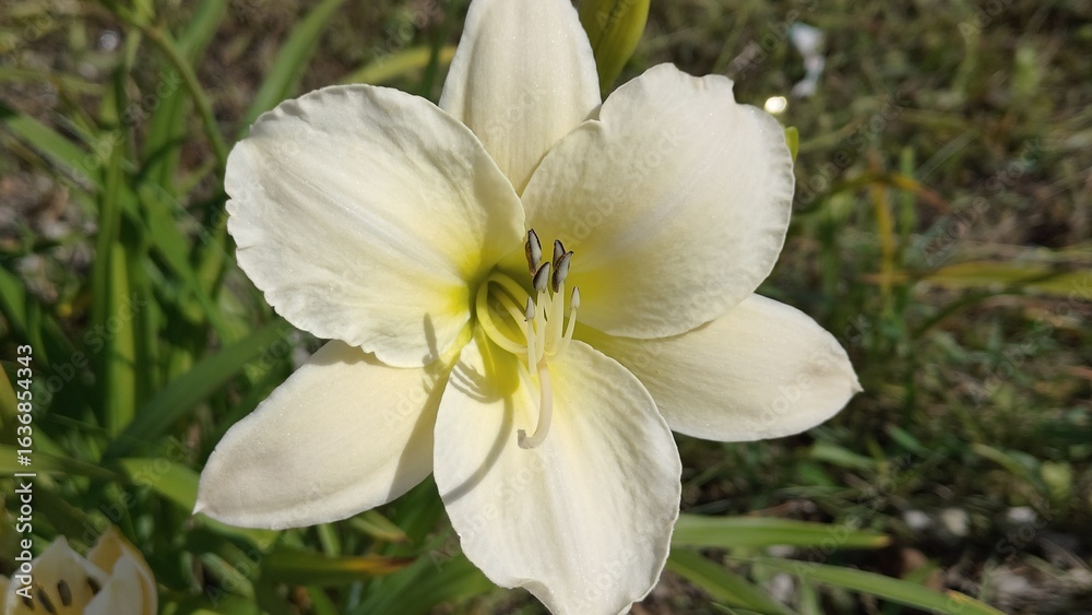 Fototapeta premium The daylily in the photo is probably the Arctic Show variety.