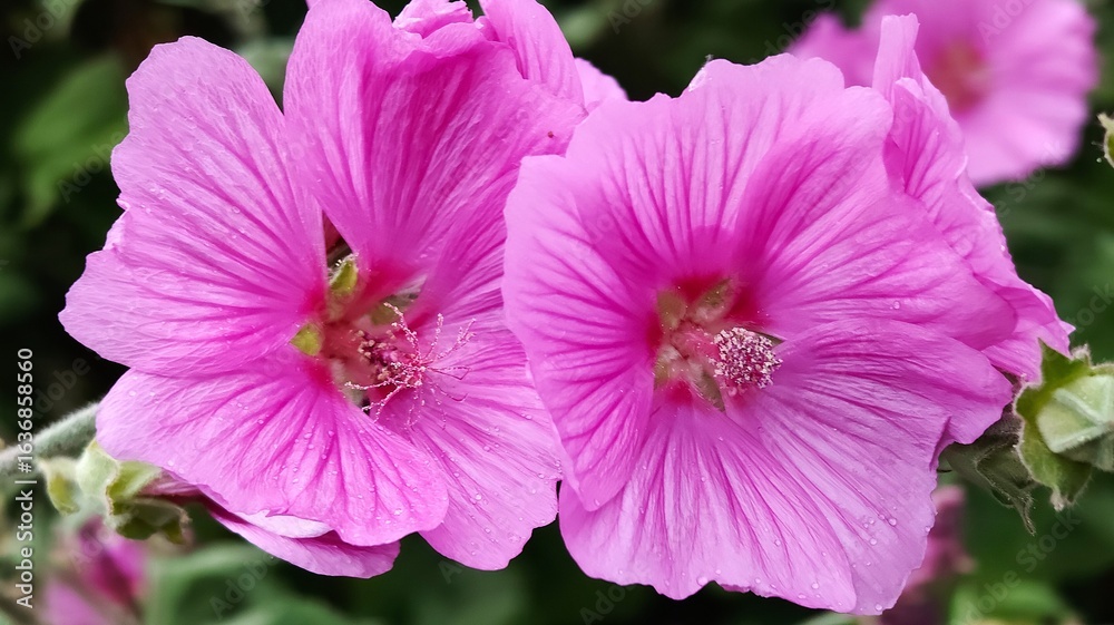 Fototapeta premium The photo shows a lavatera flower. Probably lavatera thuringiensis. Or three-month lavatera.