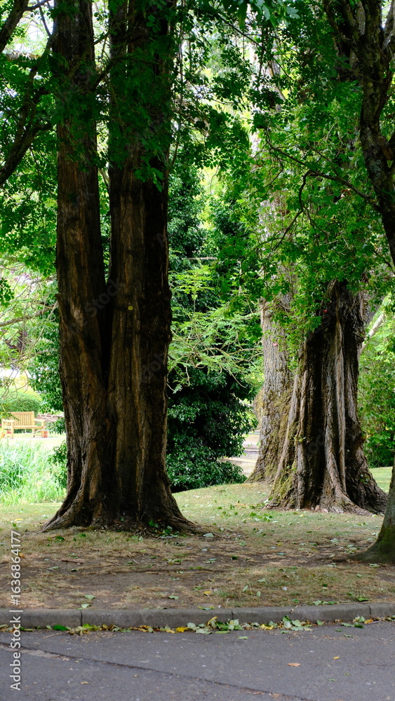 Naklejka premium path in the forest