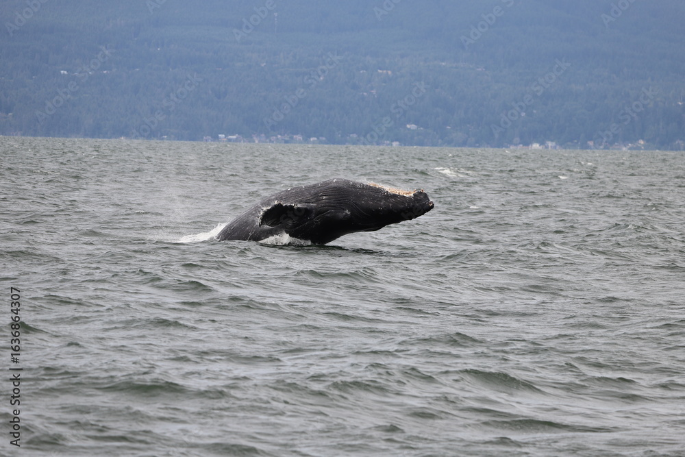 Obraz premium Humpback whale arching down towards the waves during it breaching