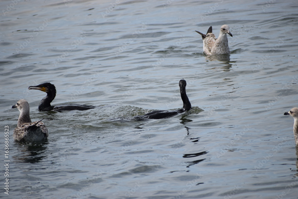 Fototapeta premium seagulls and cormorants in the sea