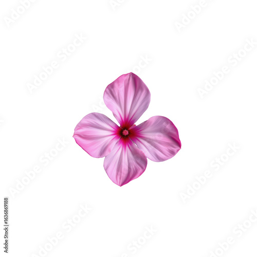 Beautiful Pink Flower with Delicate Petals and Vibrant Colors