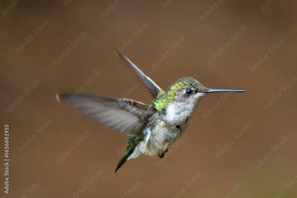 Fototapeta premium hummingbird in flight