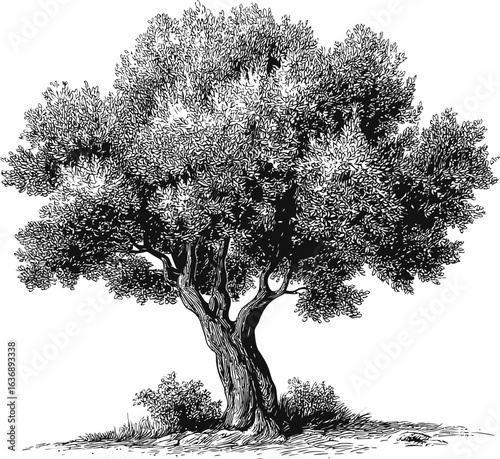 Black and white illustration of an olive tree with detailed foliage. Vector illustration