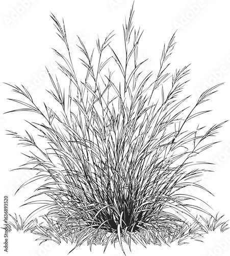 Illustration of detailed grass plant in monochrome with intricate linework. Vector illustration
