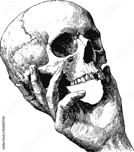 Detailed black and white sketch of a human skull held by hands, artistic illustration. Vector illustration
