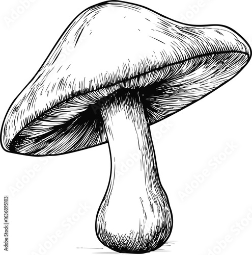 Detailed black and white sketch of a mushroom with intricate lines and shading. Vector illustration