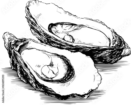 Black and white illustration of two open oysters with detailed sketch textures. Vector illustration