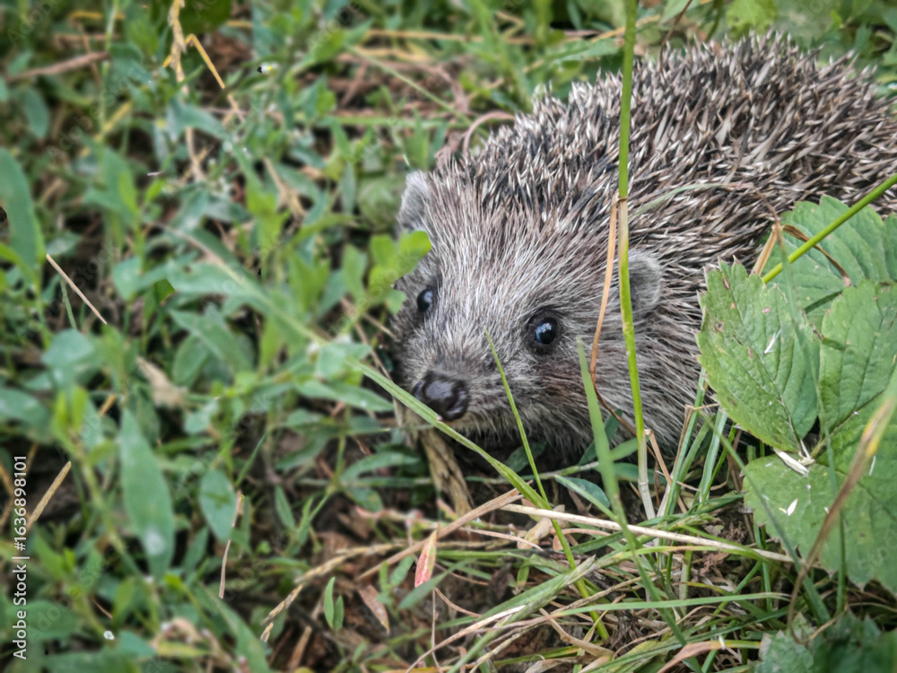Fototapeta premium Adorable European hedgehog (Erinaceus europaeus) peeking through lush green grass in a natural meadow. Close-up wildlife shot capturing its curious eyes and spiky quills. Perfect for nature and animal