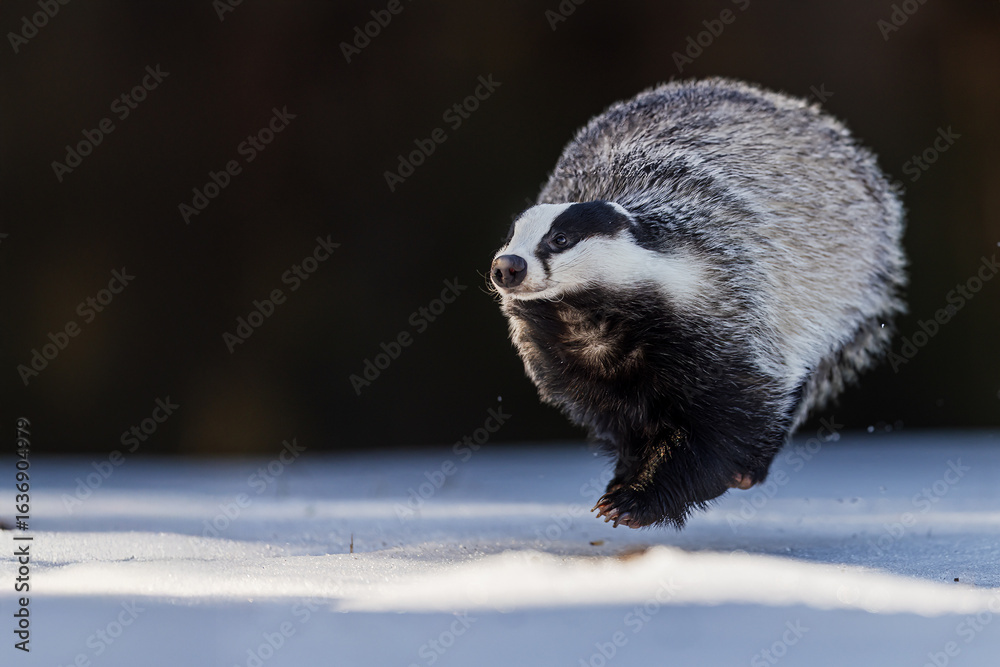 Obraz premium European badger Meles meles running fast across snowy clearing