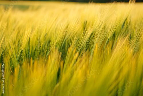 A serene close-up of a golden barley field at sunset, with young green stalks swaying in the gentle evening breeze.