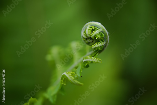 A delicate fern fiddlehead unfurls its coiled frond, revealing intricate patterns of new growth in a spring forest