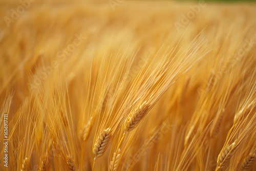Golden ears of ripe barley swaying gently in the summer breeze. Agricultural background with shallow depth of field.