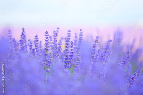 Vibrant purple lavender flowers blooming in a vast field, captured with a soft, dreamy focus at twilight.