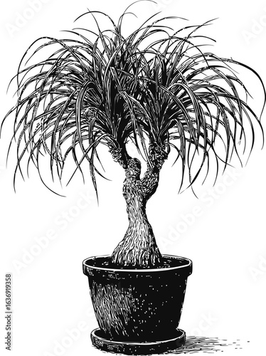 Illustration of ponytail palm in a pot with long arching leaves, black and white. Vector illustration