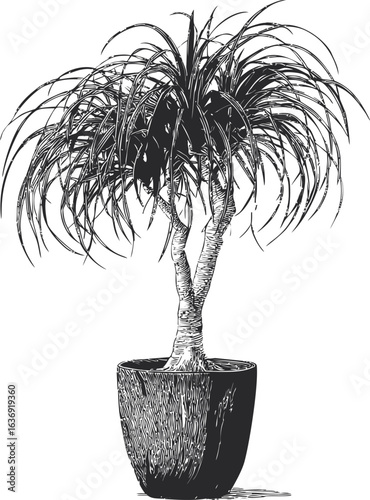Black and white illustration of a potted plant with long leaves. Vector illustration