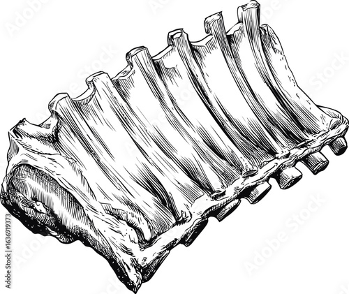 Hand-drawn illustration of detailed beef ribs with a vintage style. Vector illustration