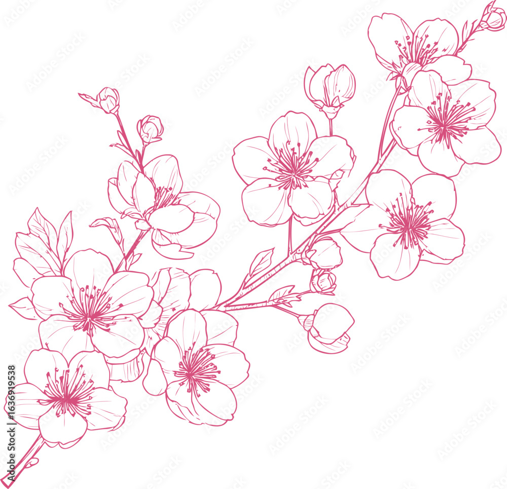 Fototapeta premium Pink line art of cherry blossoms branch in bloom, floral sketch. Vector illustration