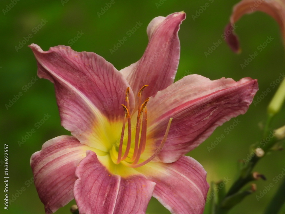 Fototapeta premium Hemerocallis Daylily with Pink Petals